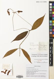 Type specimen at Edinburgh (E). Averyanov, Leonid: VH 246. Barcode: E00699555.