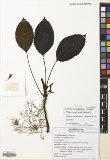 Type specimen at Edinburgh (E). Truong, Luu; Nhan, Pham: BD627. Barcode: E00699556.