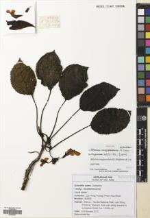 Type specimen at Edinburgh (E). Truong, Luu; Nhan, Pham: BD629. Barcode: E00699557.