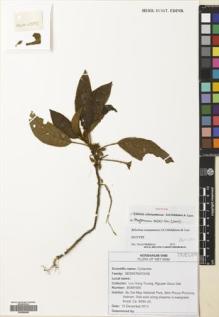Type specimen at Edinburgh (E). Truong, Luu; Dat, Nguyen: BGM1599. Barcode: E00699558.
