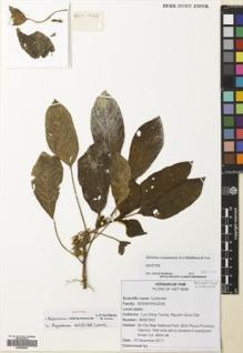 Type specimen at Edinburgh (E). Truong, Luu; Dat, Nguyen: BGM1599. Barcode: E00699559.