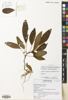 Type specimen at Edinburgh (E). Truong, Luu; Dat, Nguyen: BGM1599. Barcode: E00699560.