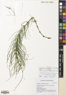 Type specimen at Edinburgh (E). McHaffie, Heather: . Barcode: E00699561.