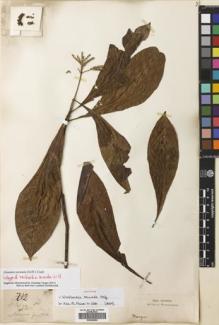 Type specimen at Edinburgh (E). Griffith, William: 212. Barcode: E00699562.