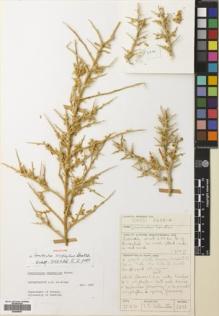 Type specimen at Edinburgh (E). Collenette, Iris: 2836. Barcode: E00699567.