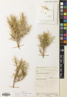 Type specimen at Edinburgh (E). Collenette, Iris: 6723. Barcode: E00699568.