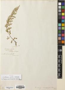 Type specimen at Edinburgh (E). Colenso, William: 292. Barcode: E00699570.