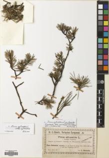 Type specimen at Edinburgh (E). Baenitz, Carl: . Barcode: E00699571.