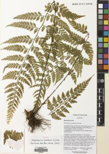 Type specimen at Edinburgh (E). : 5051. Barcode: E00699584.