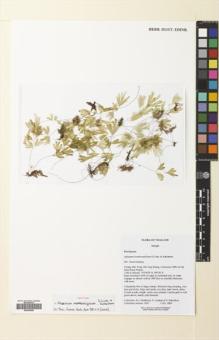 Type specimen at Edinburgh (E). : 5031. Barcode: E00699585.