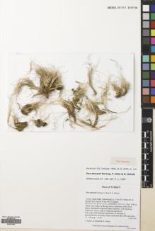 Type specimen at Edinburgh (E). Soreng, Robert: 4140. Barcode: E00701256.
