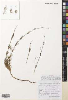 Type specimen at Edinburgh (E). Ehrendorfer, Friedrich; Sorger, Friderike: 62-1/30-3. Barcode: E00701257.