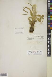 Type specimen at Edinburgh (E). Fetissov, A.: . Barcode: E00701605.