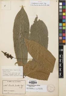 Type specimen at Edinburgh (E). Zenker, Georg: 1001. Barcode: E00702087.