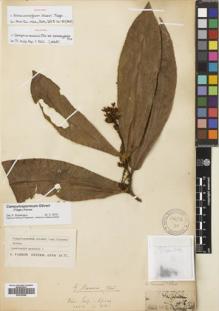 Type specimen at Edinburgh (E). Thomson, William: 15. Barcode: E00702088.