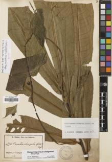 Type specimen at Edinburgh (E). Zenker, Georg: 975. Barcode: E00702091.
