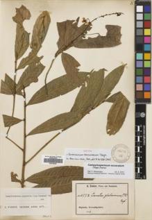 Type specimen at Edinburgh (E). Zenker, Georg: 1077A. Barcode: E00702093.