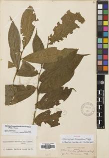 Type specimen at Edinburgh (E). Zenker, Georg: 1077A. Barcode: E00702094.