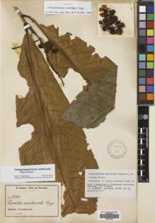 Type specimen at Edinburgh (E). Zenker, Georg: 1792. Barcode: E00702106.