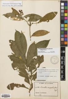 Type specimen at Edinburgh (E). Zenker, Georg: 1030. Barcode: E00702116.