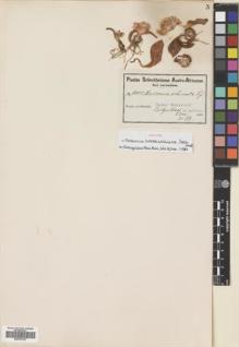 Type specimen at Edinburgh (E). Schlechter, Friedrich: 10935. Barcode: E00703130.