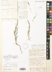 Type specimen at Edinburgh (E). Collenette, Iris: 5307. Barcode: E00704527.