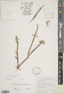 Type specimen at Edinburgh (E). Nasher, A.: IH 137. Barcode: E00704701.