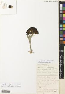 Type specimen at Edinburgh (E). Collenette, Iris: 3331. Barcode: E00704746.
