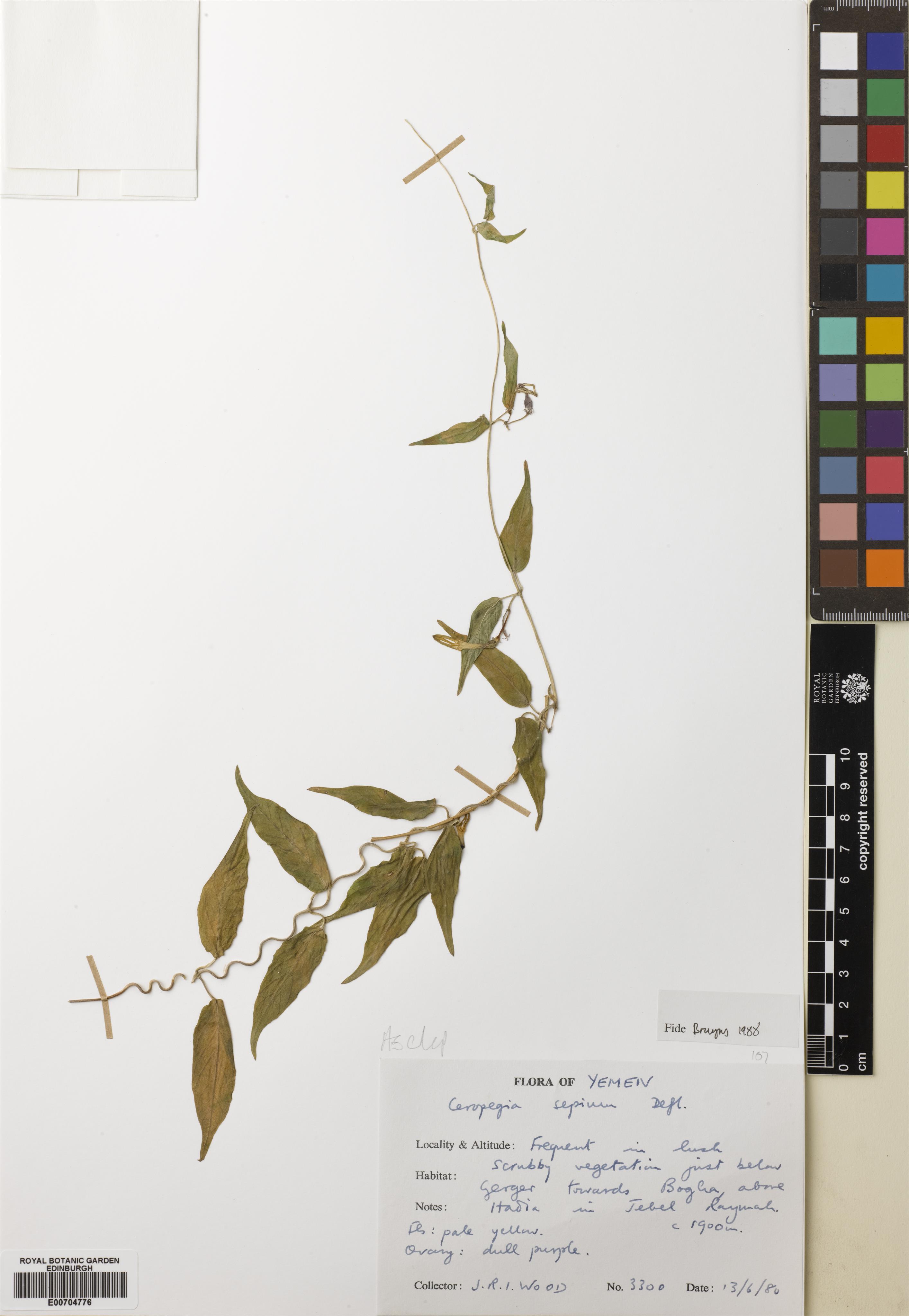 Ceropegia sepium
