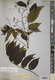 Type specimen at Edinburgh (E). Spruce, Richard: 1689. Barcode: E00704810.