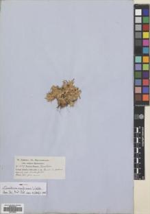 Type specimen at Edinburgh (E). Jameson, William: 267. Barcode: E00704832.