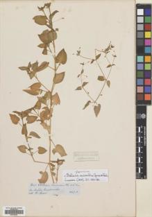 Type specimen at Edinburgh (E). Spruce, Richard: 6023. Barcode: E00704833.