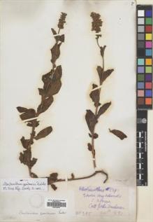 Type specimen at Edinburgh (E). Buchanan, John: 395. Barcode: E00704834.