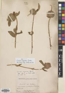 Type specimen at Edinburgh (E). Buchanan, John: 460. Barcode: E00704836.