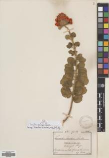 Type specimen at Edinburgh (E). Goetze, W: 918. Barcode: E00704840.