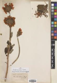 Type specimen at Edinburgh (E). Buchanan, John: 202. Barcode: E00704842.