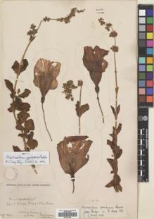 Type specimen at Edinburgh (E). Buchanan, John: 395. Barcode: E00704845.