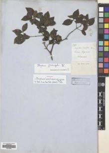 Type specimen at Edinburgh (E). Blanchet, Jacques: 2792. Barcode: E00704848.