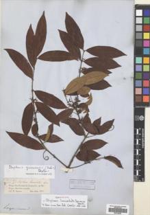 Type specimen at Edinburgh (E). Spruce, Richard: 2084. Barcode: E00704849.