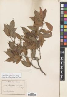 Type specimen at Edinburgh (E). Zenker, Georg: 2268. Barcode: E00704850.