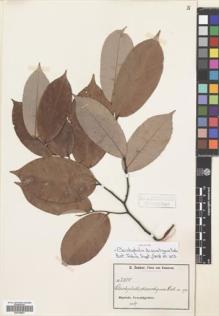 Type specimen at Edinburgh (E). Zenker, Georg: 2980. Barcode: E00704851.