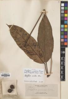 Type specimen at Edinburgh (E). Elmer, Adolph: 10488. Barcode: E00704877.