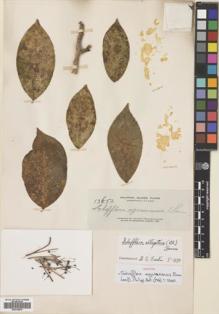 Type specimen at Edinburgh (E). Elmer, Adolph: 13652. Barcode: E00704879.