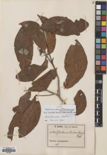 Type specimen at Edinburgh (E). Zenker, Georg: 4483. Barcode: E00704887.