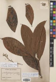 Type specimen at Edinburgh (E). Zenker, Georg: 2250. Barcode: E00704888.