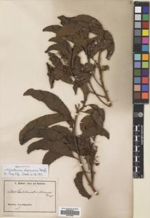 Type specimen at Edinburgh (E). Zenker, Georg: 2612. Barcode: E00704894.