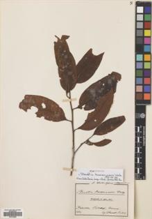 Type specimen at Edinburgh (E). Staudt, Alios: 353. Barcode: E00704899.