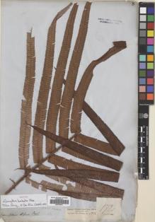 Type specimen at Edinburgh (E). Cuming, Hugh: 172. Barcode: E00704913.