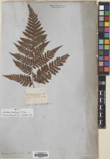 Type specimen at Edinburgh (E). Cuming, Hugh: 96. Barcode: E00704916.
