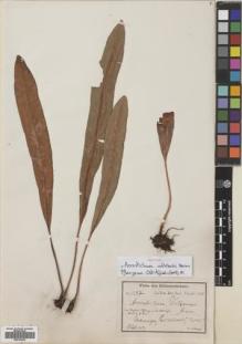 Type specimen at Edinburgh (E). Volkens, George: 1287. Barcode: E00704939.